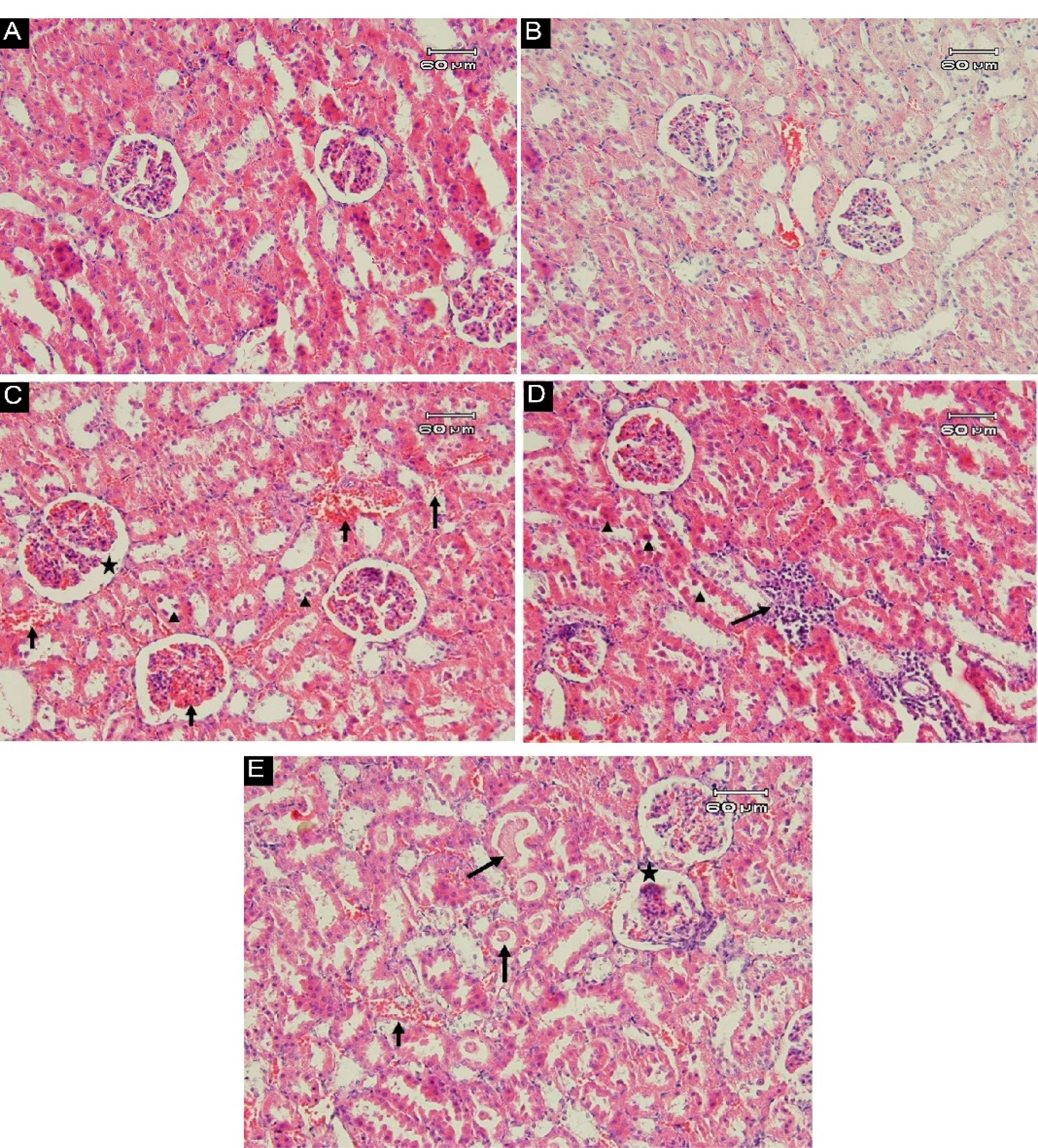 ijdrc-2-e11-g004